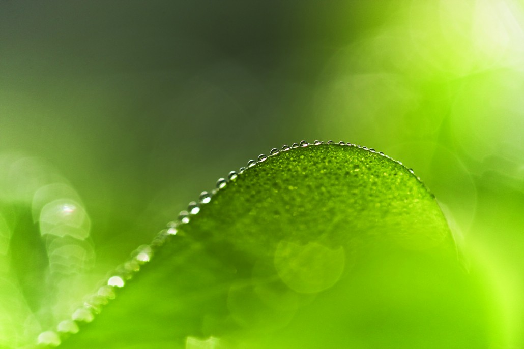 Sustainability_page_Header